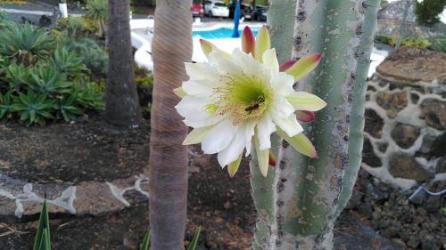 Garten1